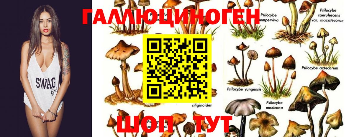 Псилоцибиновые грибы GOLDEN TEACHER Избербаш